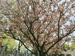 -嘉定紫藤园