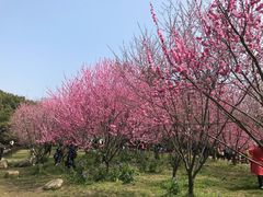 -无锡蠡湖国家湿地公园-蠡园