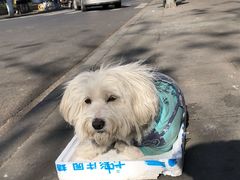 -克比叔叔印度餐厅Kebabs on the Grille(永康路分店)