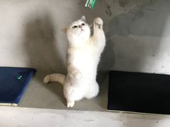 -浣熊柯尔鸭土拨鼠·电玩咖