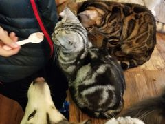 -李小姐の猫咖啡馆(五角场店)