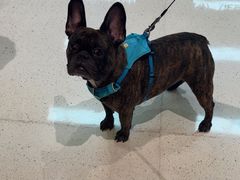 -帕帕拉兹宠物(亚洲旗舰店)