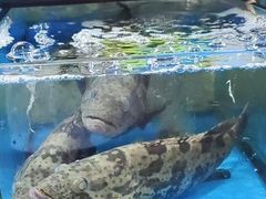 -班赞海鲜市场