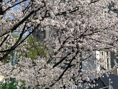-新虹桥中心花园