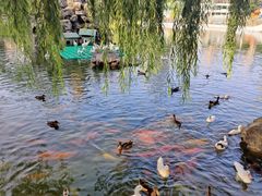 -团结湖公园