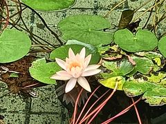 -北京辽宁大厦·盛安汇西餐厅