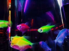 -华声天桥民俗文化园