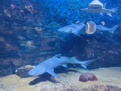 -烟台海昌鲸鲨海洋公园