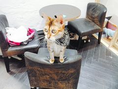 -猫色咖啡·猫咖