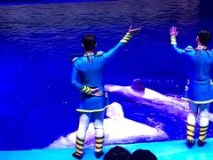 -芜湖新华联大白鲸海洋公园