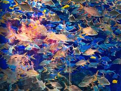 -成都浩海立方海洋公园