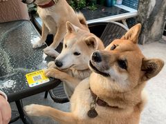 -柴犬高等学院·狗咖·柴犬售卖·宠物训练