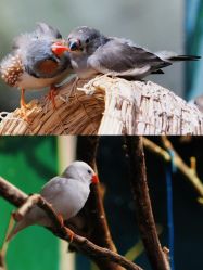 -Zoolung Zoolung动物主题公园(海信广场店)