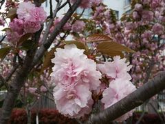 android_upload_pic-高东镇樱花园