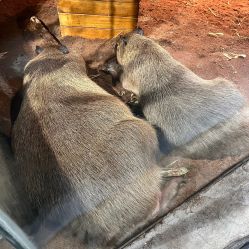 -Zoolung Zoolung动物主题公园(海信广场店)