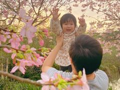 -天适樱花悠乐园