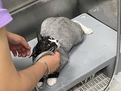 -北京观赏动物医院·24小时大型综合·猫专科·异宠专科