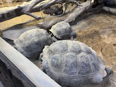 -广州长隆飞鸟乐园
