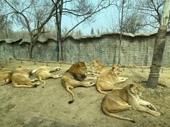 -北京野生动物园