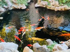-鲤院·新中式美学·庭院餐厅(夫子庙店)