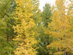 -桤木河湿地公园