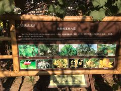 -呀路古热带植物园