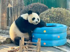 -大连森林动物园