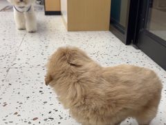 -瑞派康怡24h宠物医院·犬猫医疗中心·微创绝育(瑞景分院)