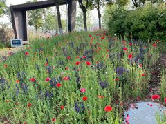 -春花秋色城市公园