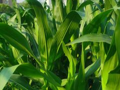 -蜀冈西峰生态公园