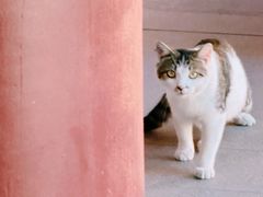 -会龙寺