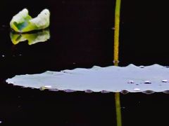 -望湖公园
