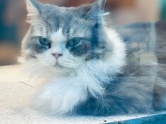 -飞行喵MR PILOT|猫舍·猫咖(静安大融城店)