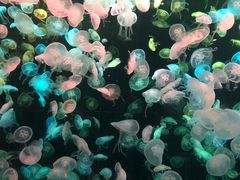 -珠海长隆海洋王国