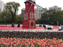 -大宁郁金香公园-停车场