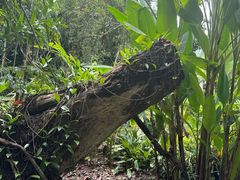 -中国科学院西双版纳热带植物园