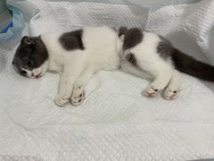 -灵美宠物诊所