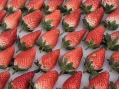 -江杨农产品批发市场