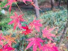 -庐山风景区花径公园