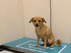 -安安宠医宠物医院·异宠·犬猫内科(岳阳分院)