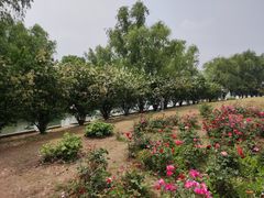 -漕湖湿地公园