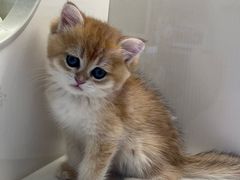 -小猫来了·猫咪专售(红山六九七九店)