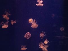 -杭州海底世界