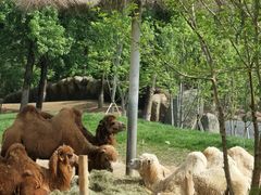 -北京野生动物园