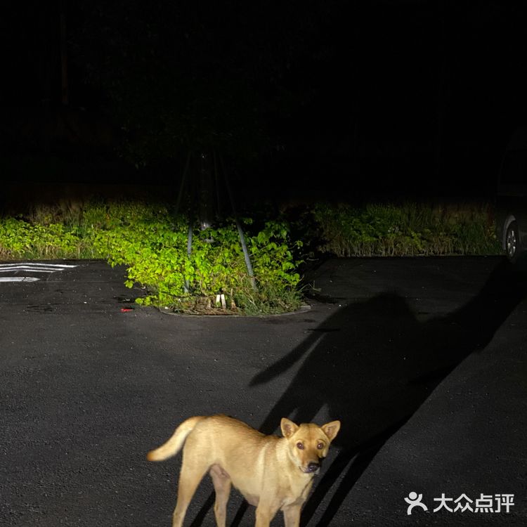 ✨深圳最美夜景🌃浪漫之地