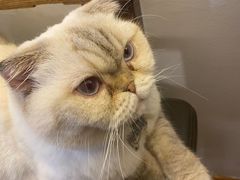 -喵园·猫主题咖啡厅·撸猫·猫咖(国贸店)