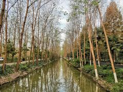 -合肥滨湖国家森林公园