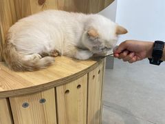 -Heymao猫咖.咖啡厅(东门店)
