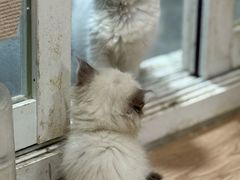 -楼上猫咖(罗湖店)