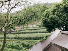 -随意茶庄·地道杭帮农家菜(梅家坞店)